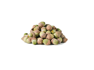 acorns 2