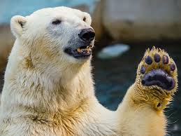 high five bear 2